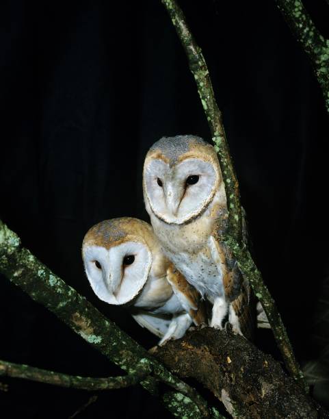 istock Barn Owl, tyto alba, Adults standing on Branch 1255866512