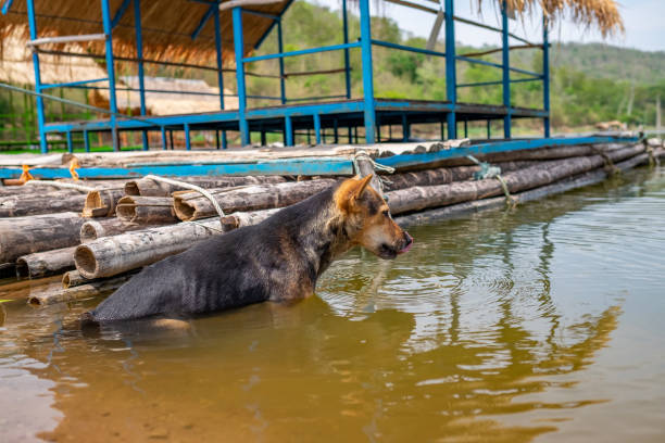 istock Hot dogs playing in the water 1255867187