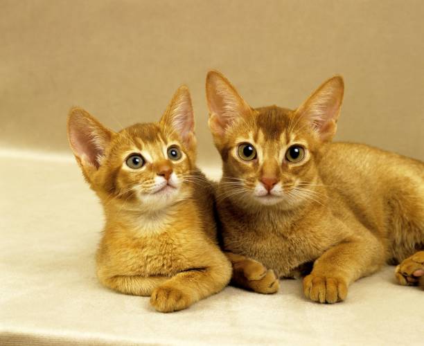 istock Red Abyssinian Domestic Cat, Mother with Kitten 1255867517