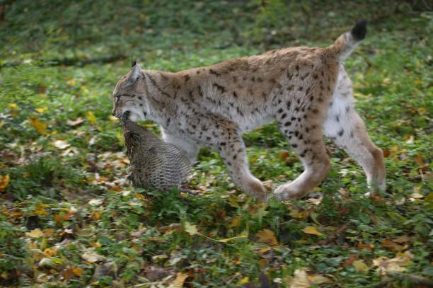 istock European Lynx, felis lynx with a Kill, a Pheasant 1255867539