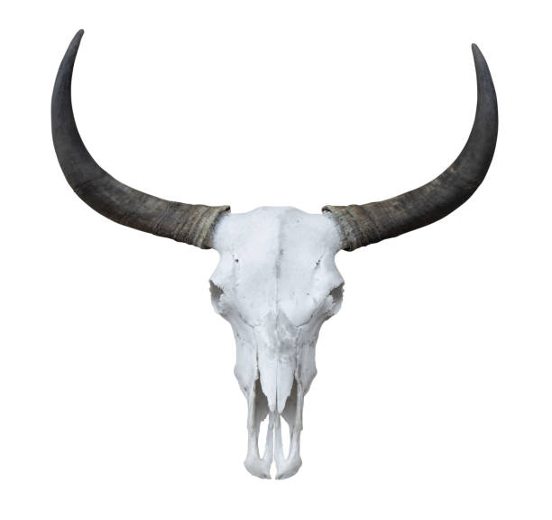 istock Buffalo head skeleton with long horns isolated on white background 1255867608