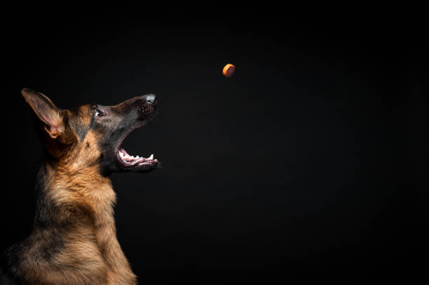 Portrait of a German shepherd with an open mouth. she catches a sausage, in front of an isolated black background. stock photo