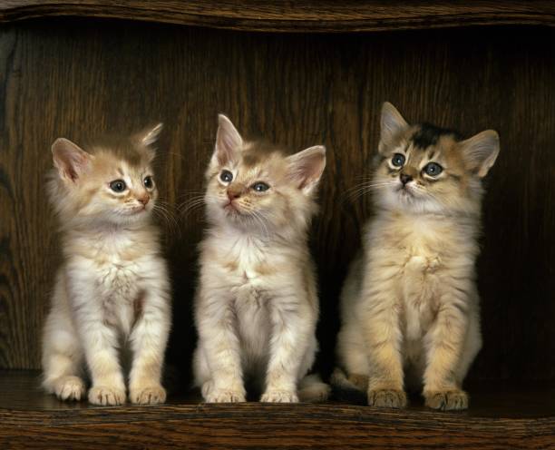 Fawn Somali Domestic Cat, Kittens