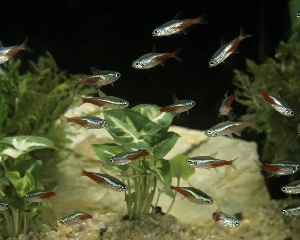 istock Neon Tetra, paracheirodon innesi 1255867720