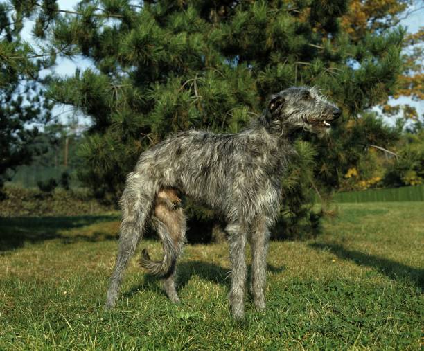 istock Scottish Deerhound Dog, Male 1255867725