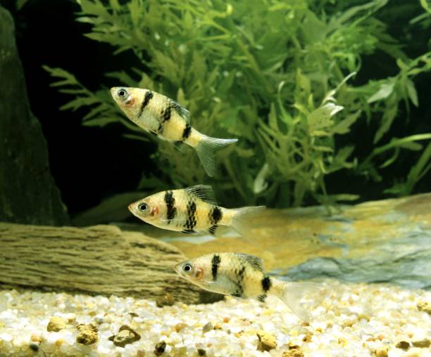 istock Tiger Barb, puntius tetrazona 1255867748
