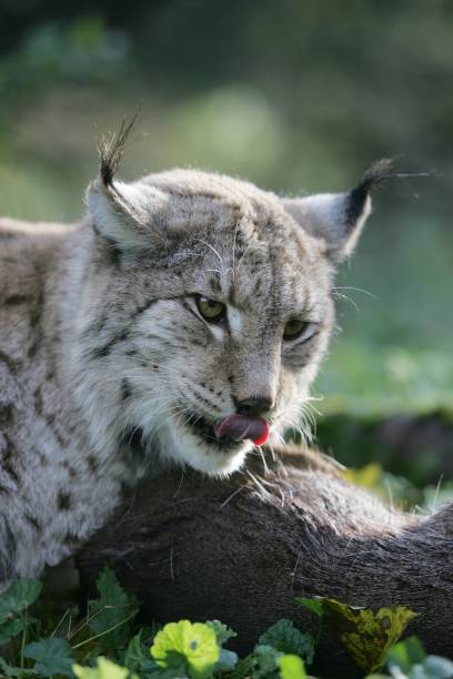 istock European Lynx, felis lynx with a Kill, a Roe Deer 1255867824