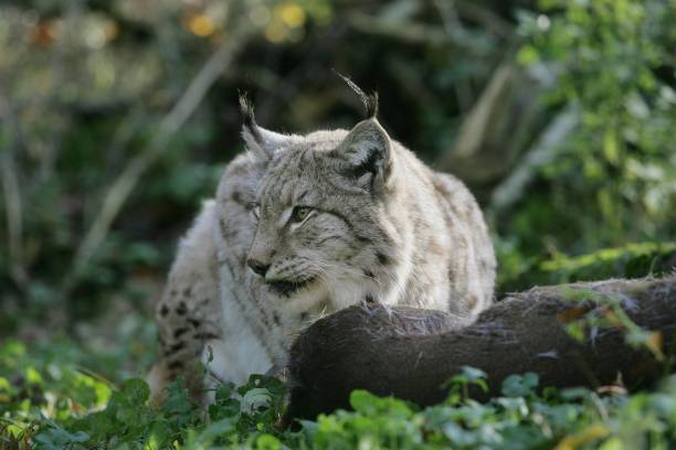 istock European Lynx, felis lynx with a Kill, a Roe Deer 1255867829