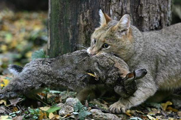 istock Jungle Cat, felis chaus with a Kill, a Rabbit 1255867831
