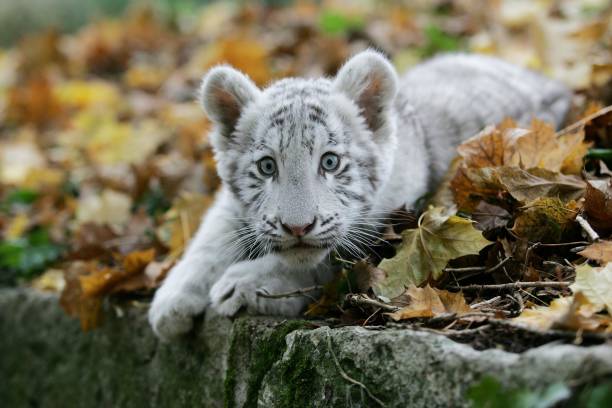 istock White Tiger, panthera tigris, Cub 1255867909