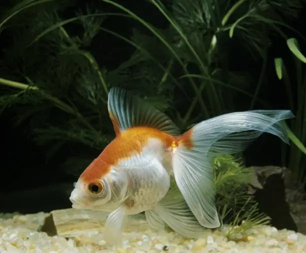Veiltail Goldfish, carassius auratus