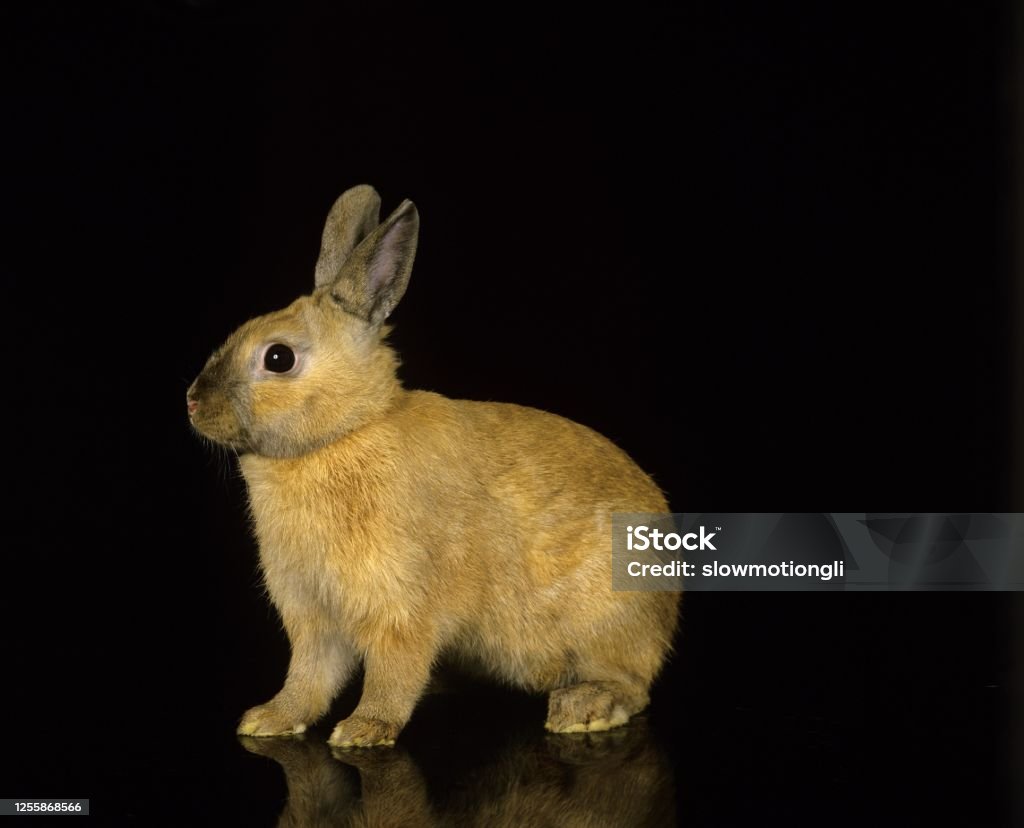 Dwarf Rabbit Background Dwarf Rabbit Against Black Background Stock Photo - Download Image Now ...