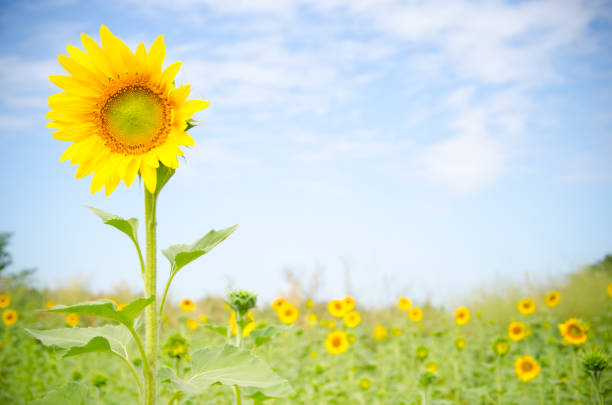 istock beautiful sunflowers and meadow 1255868801