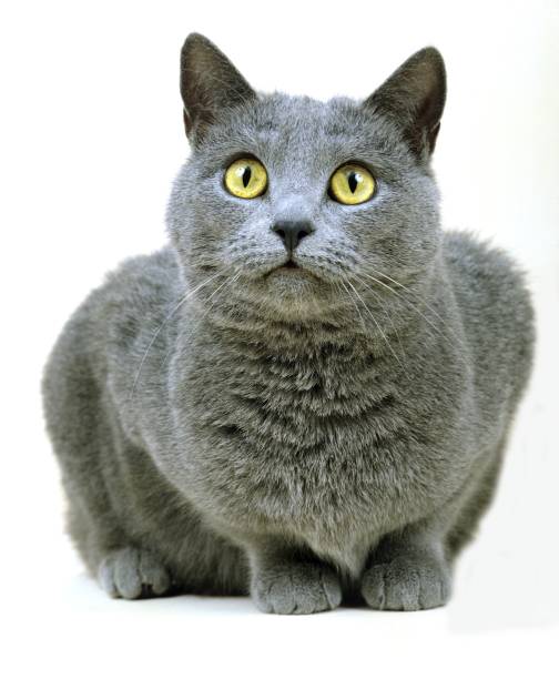 Chartreux Domestic Cat laying against White Background