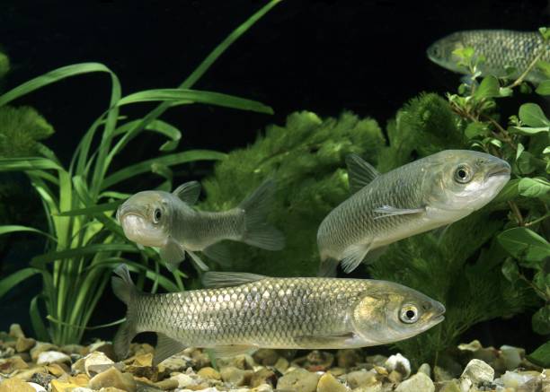istock Grass Carp, ctenopharyngodon idella 1255868889