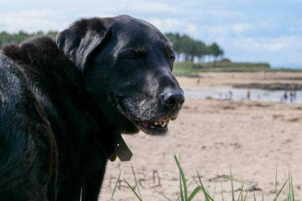 istock Trip to the beach with an elderly family member 1255868960