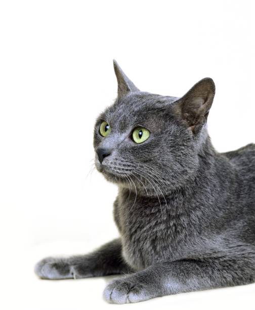 istock Korat Domestic Cat 1255869066
