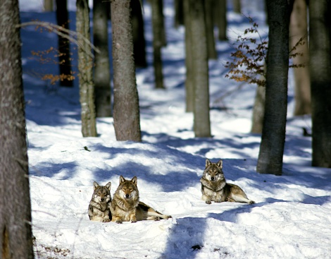 European Wolf, canis lupus, Adults laying on snow