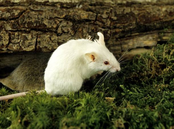 istock White Mouse, mus musculus, Adult standing on Moss 1255869208