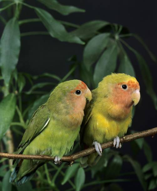 istock Rosy Faced Lovebird, agapornis roseicollis 1255869219