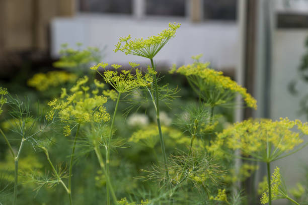 istock dill inflorescence close-up on a blue blurry background 1255869256