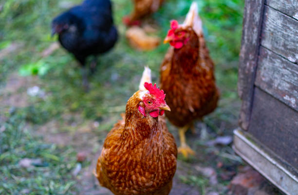 istock Close up of chicken walking in paddock outdoor 1255869276