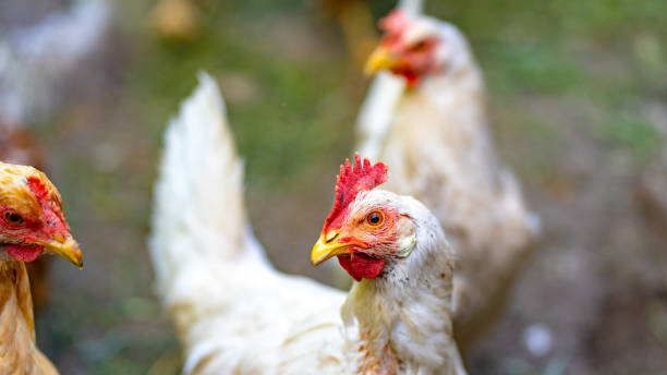 istock Close up of chicken walking in paddock outdoor 1255869302