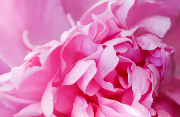 istock Soft focus, abstract floral background, pink peony flower petals. Macro flowers backdrop for holiday brand design 1255870435