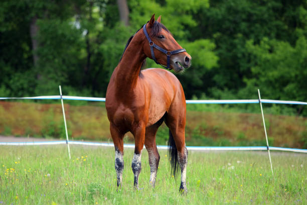 istock Brown horse into farm in summer 1255870600