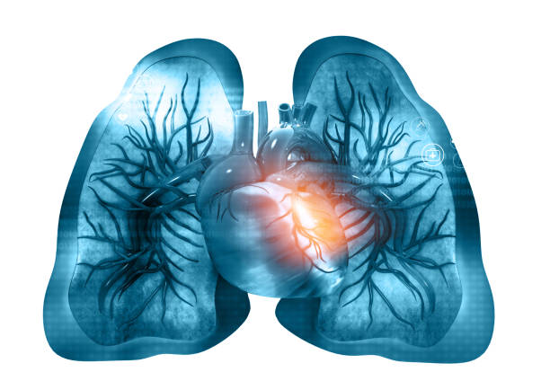 human heart with lungs - lumbar vertebra imagens e fotografias de stock