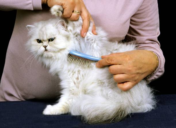 Woman Grooming a White Persian Domestic Cat, Brush stock photo