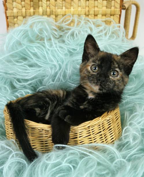 istock Domestic Cat, Kitten laying in Wool 1255872997