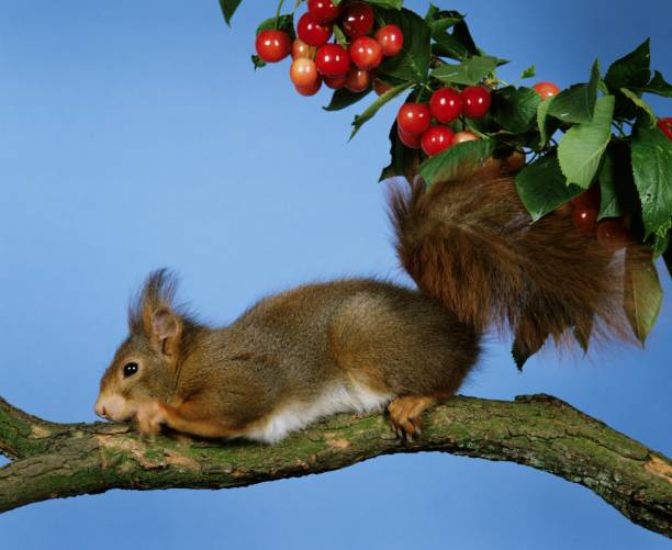 Red Squirrel, sciurus vulgaris, Male standing on Branch