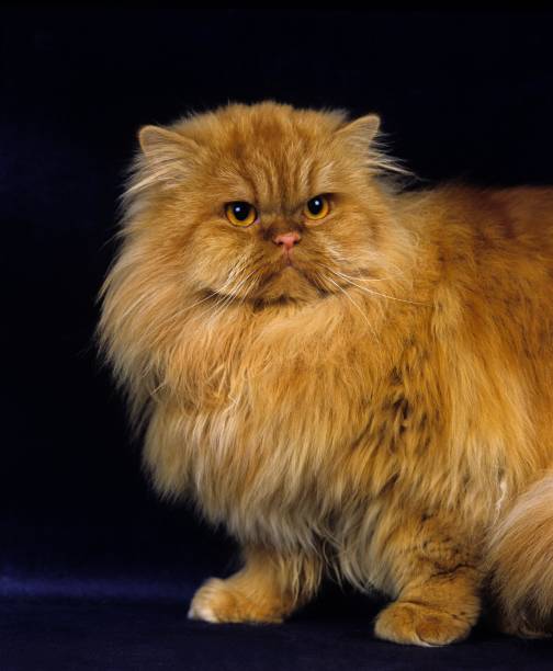 White persian cat looking at the camera