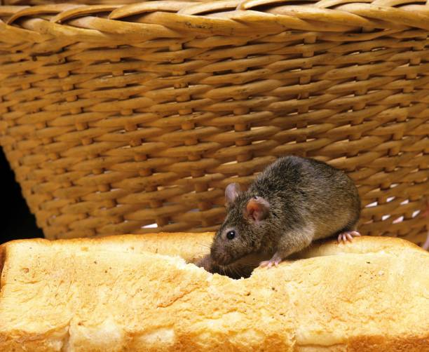 House Mouse, mus musculus eating Bread House Mouse, mus musculus eating Bread mus musculus stock pictures, royalty-free photos & images
