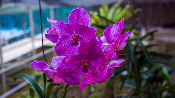 Cattleya orchids flowers. Cattleya orchids flowers, originated from Costa Rica. Photographed at close range, outdoor with blurred background. cattleya magenta orchid tropical climate stock pictures, royalty-free photos & images