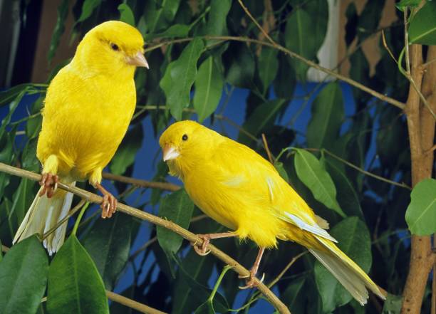 istock Yellow Canaries, serinus canaria standing on Branch 1255873073