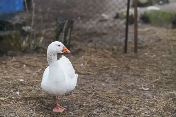 Photo of White Goose stands on one paw in the park
