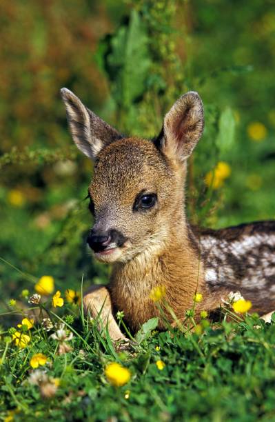 istock Roe Deer, capreolus capreolus, Fawn laying on Flowers 1255873443