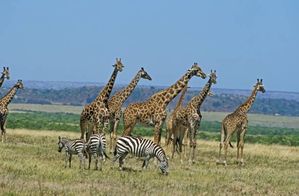 istock Masai Giraffe, giraffa camelopardalis tippelskirchi, Burchell's Zebra, giraffa camelopardalis tippelskirchi, Masai Mara park in Kenya 1255873463