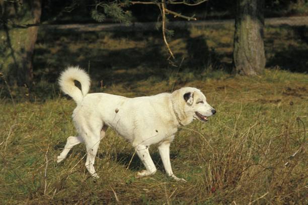 istock Anatolian Shepherd Dog or Coban Kopegi 1255873482