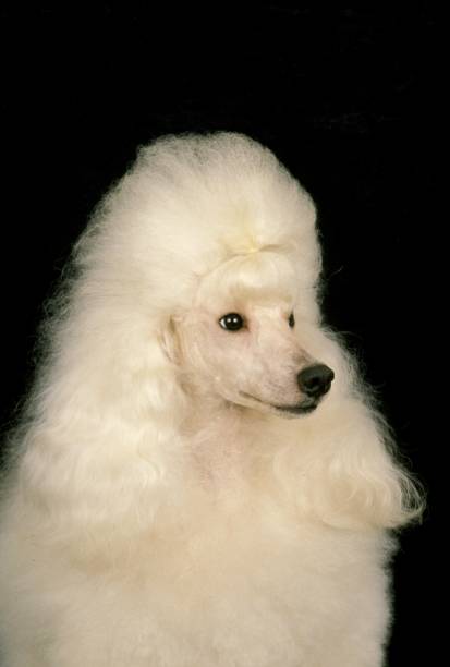 istock White Giant Poodle, Portrait against Black Background 1255873578
