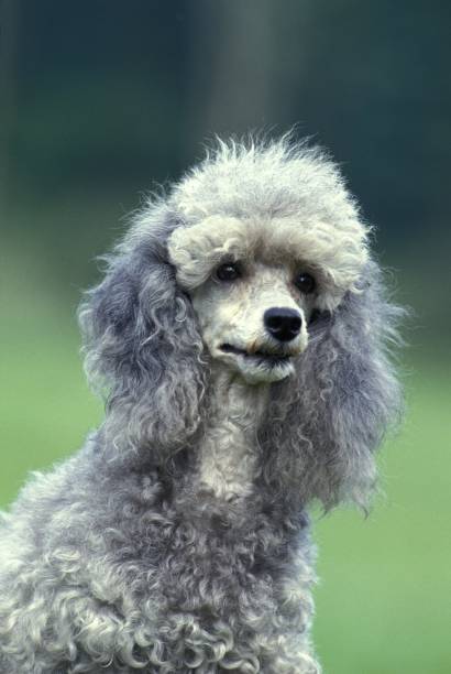 istock Grey Standard Poodle Dog, Portrait 1255873618