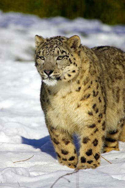 istock Snow Leopard or Ounce, uncia uncia, Adult standing on Snow 1255873621