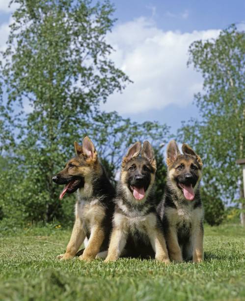 istock German Shepherd Dog, Puppies 1255873644