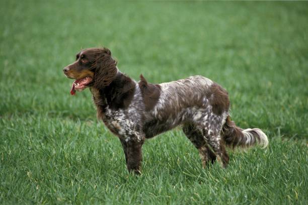 Picardy Spaniel Dog Picardy Spaniel Dog spaniel stock pictures, royalty-free photos & images