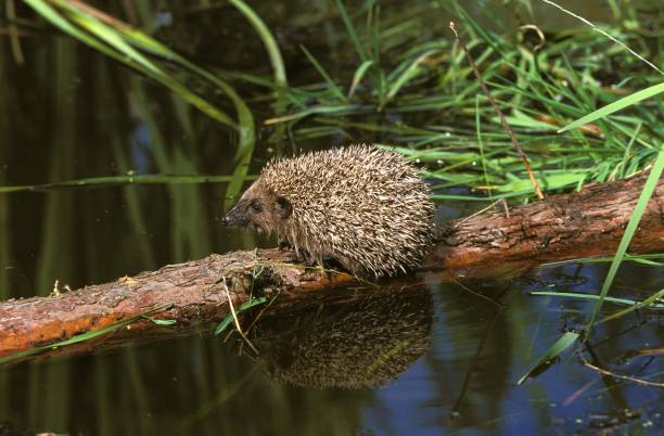 istock European Hedgehog, erinaceus europaeus, Normandy 1255873889
