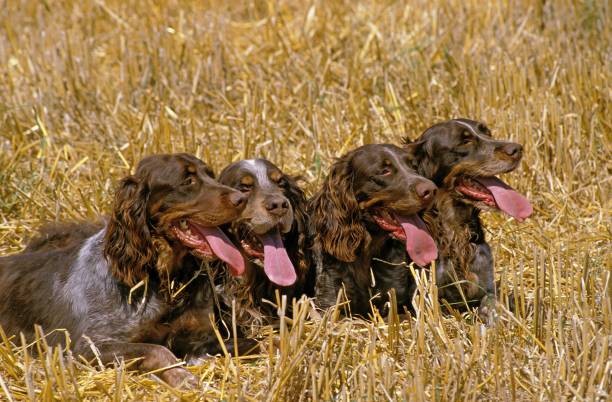 Picardy Spaniel Dogs laying on Wheat Field Picardy Spaniel Dogs laying on Wheat Field picardy spaniel stock pictures, royalty-free photos & images