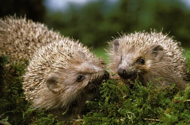 istock European Hedgehog, erinaceus europaeus, Normandy 1255873906