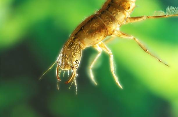 istock Great Diving Beetle, dytiscus marginalis, Larva, Pond in Normandy 1255873912
